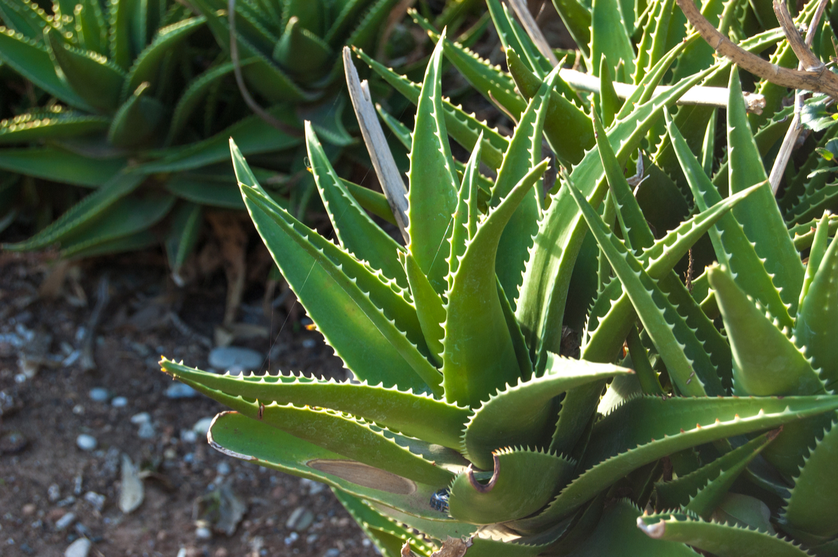 多肉植物のアロエ属とは たにある 多肉植物のある生活