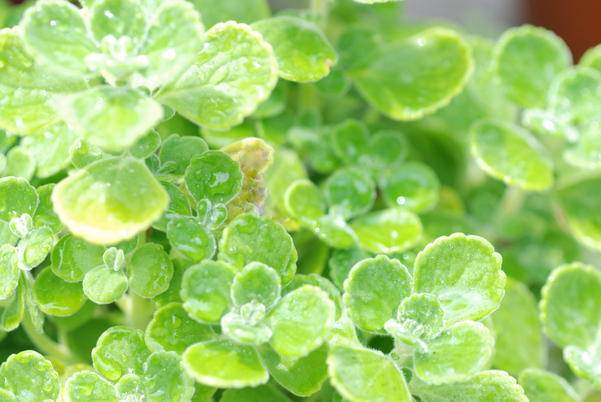 ハーブ系多肉植物のアロマティカスとは たにある 多肉植物のある生活