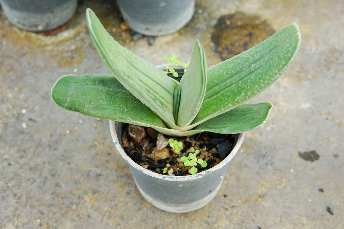 多肉植物のガステリア属とは たにある 多肉植物のある生活