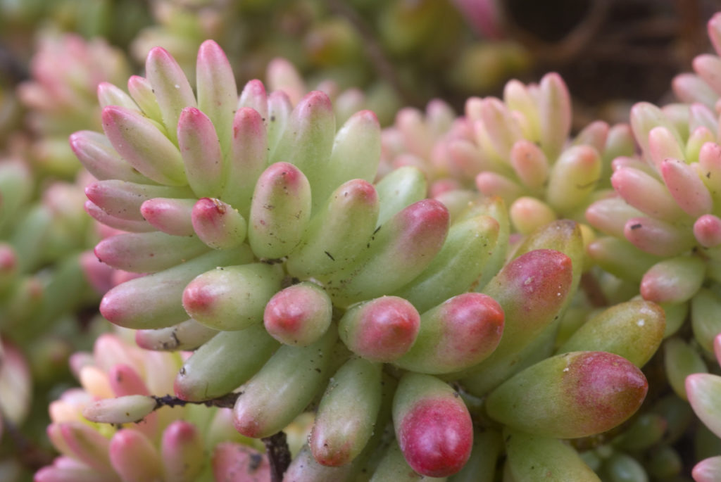 セダム属のオーロラ 虹の玉錦 とは たにある 多肉植物のある生活